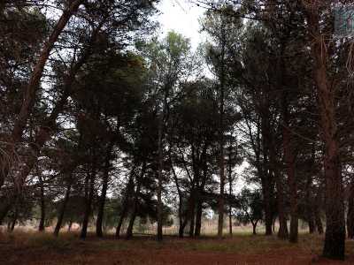 A un certo punto per� il muretto a secco di sinistra si interrompe: il varco permette di passeggiare tra tanti ulivi e di giungere poi a sorpresa in un boschetto di querce, racchiuso in un appezzamento quadrato